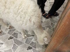 -MR.ZOO小小动物元室内动物园(沈阳沈河盛京中心)