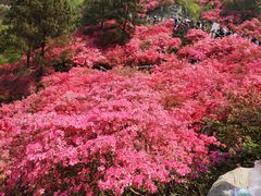 -木兰云雾山