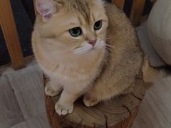 -柴迷FANS CLUB·柴犬狗咖·猫咖
