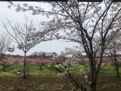 -南汇桃花村