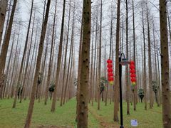 -东平国家森林公园