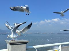 -海埂大坝
