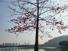 -顺峰山公园
