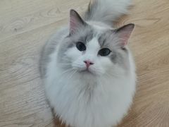 -1013 PET SHOP精品宠物商店(丁香店)