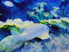 -华夏文旅海洋公园