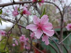 -糕潮(森兰店)