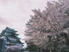 -名古屋城