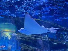 -海合安武汉极地海洋公园