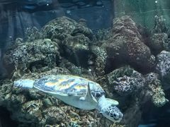-上海海洋水族馆