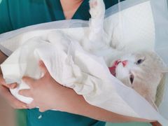 -北京观赏动物医院·24小时大型综合·猫专科·异宠专科