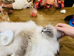 -共舞时光猫咖·狗咖(新街口店)