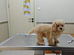 -爱妮康宠物医院·干细胞免疫细胞·肿瘤·心脏(张江店)