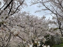 -苏州上方山国家森林公园