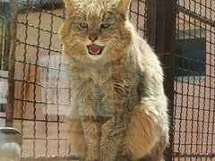 -青藏高原野生动物园