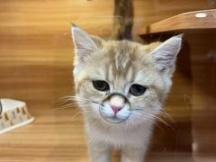-猫十亿·布偶金渐层·曼基康矮脚猫舍(青年路店)