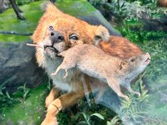 -国家自然博物馆