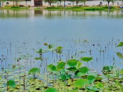 -八大山人梅湖景区