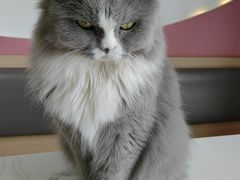 -喵园·猫主题咖啡厅·撸猫·猫咖(国贸店)