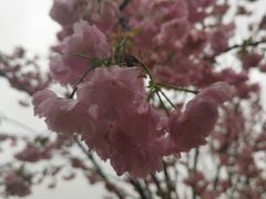 -天适樱花悠乐园