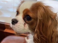 -蝶园·装修中(BFC外滩金融中心店)