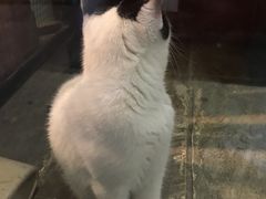 -猫咪博物馆(顶澳仔猫街店)