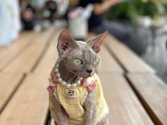 -SAANCI山池咖啡(海上世界文化艺术中心店)