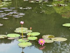 -云溪植物园