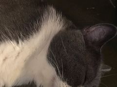 -猫猫幼稚园·撸猫·桌游·电玩