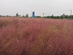 -鹅湖玫瑰文化园