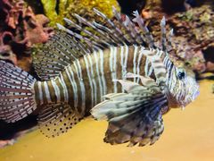 -上海海洋水族馆