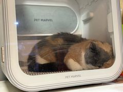 -久久宠物(河东万达店)