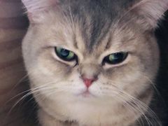 -Let's go狗咖·猫咖·奶狗·桌游(春熙路IFS店)