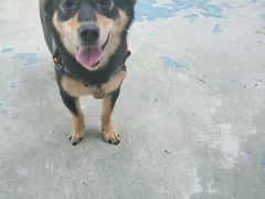 -翊宠yipet猫狗购宠庄园犬舍•猫舍