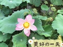 -红山村