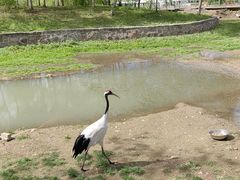 -哈尔滨北方森林动物园