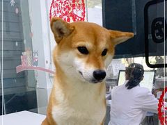 -成都民大动物医院