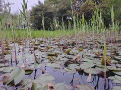 -长田漾湿地公园