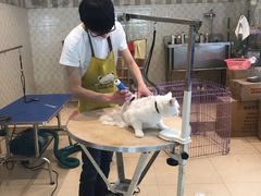 -圆子宠物