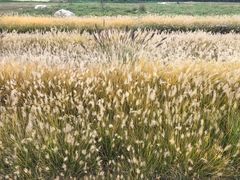 -汉长安城未央宫国家考古遗址公园