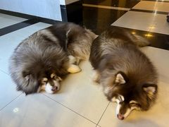 -Let's go狗咖·猫咖·奶狗·桌游(春熙路IFS店)