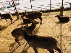 -北京鹿世界主题园