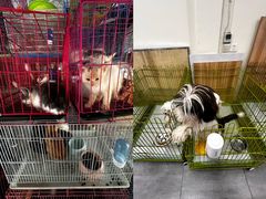 -青石桥花鸟鱼虫市场(叠翠城店)