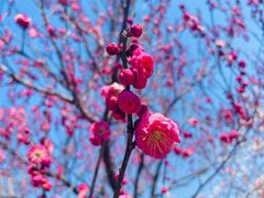 -梅花山(明孝陵内)
