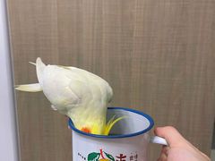 -古北烤梨