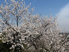-白水寺森林公园