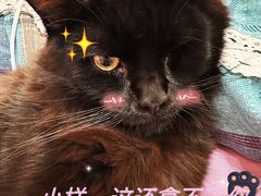 -猫大福·Fortune Cat猫舍(百子湾店)