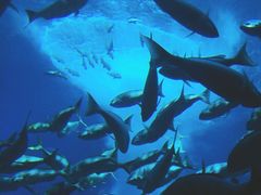 -迪拜水族馆及水下动物园