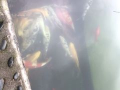 -Apple零售店(成都太古里店)