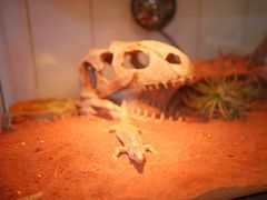 -Rabbit Cafe私房西餐甜点咖啡(栖霞路店)