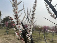 -南湖湿地公园